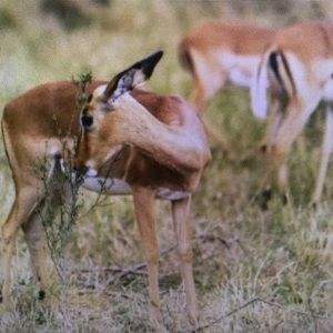 Meet your Posher, Marcus